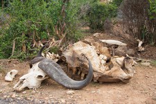 Follow the Penguins, day 6