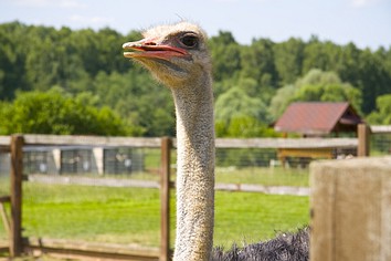 Парк птиц Воробьи