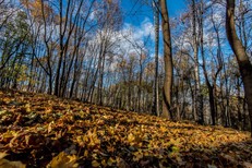 Где погулять в Москве. Нескучный сад